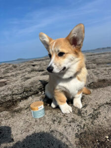 Produits soins chien naturels sérum pelage soins animaux bien-être chien