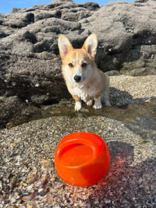 Gamelle chien rouge extérieur plage accessoire alimentation chien