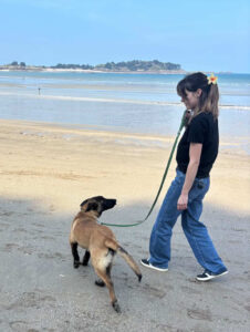 Laisse chien bleue avec harnais chien promenade extérieur chien en balade