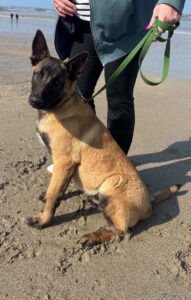 Laisse chien vert avec harnais chien promenade extérieur chien en balade