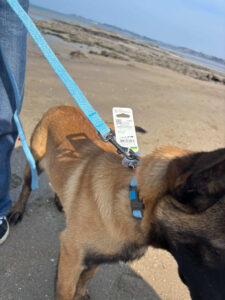 Laisse chien bleue avec harnais chien promenade extérieur chien en balade
