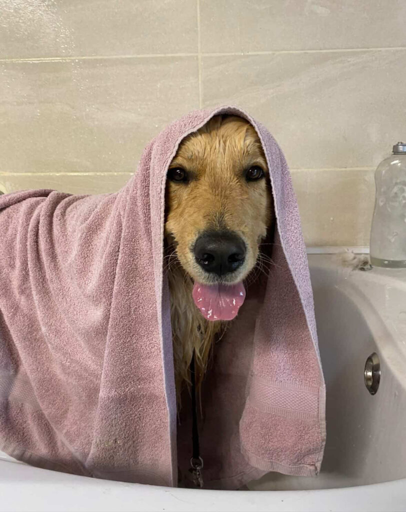 Bain chien en salon de toilettage chien propre après lavage soin pelage bien-être chien