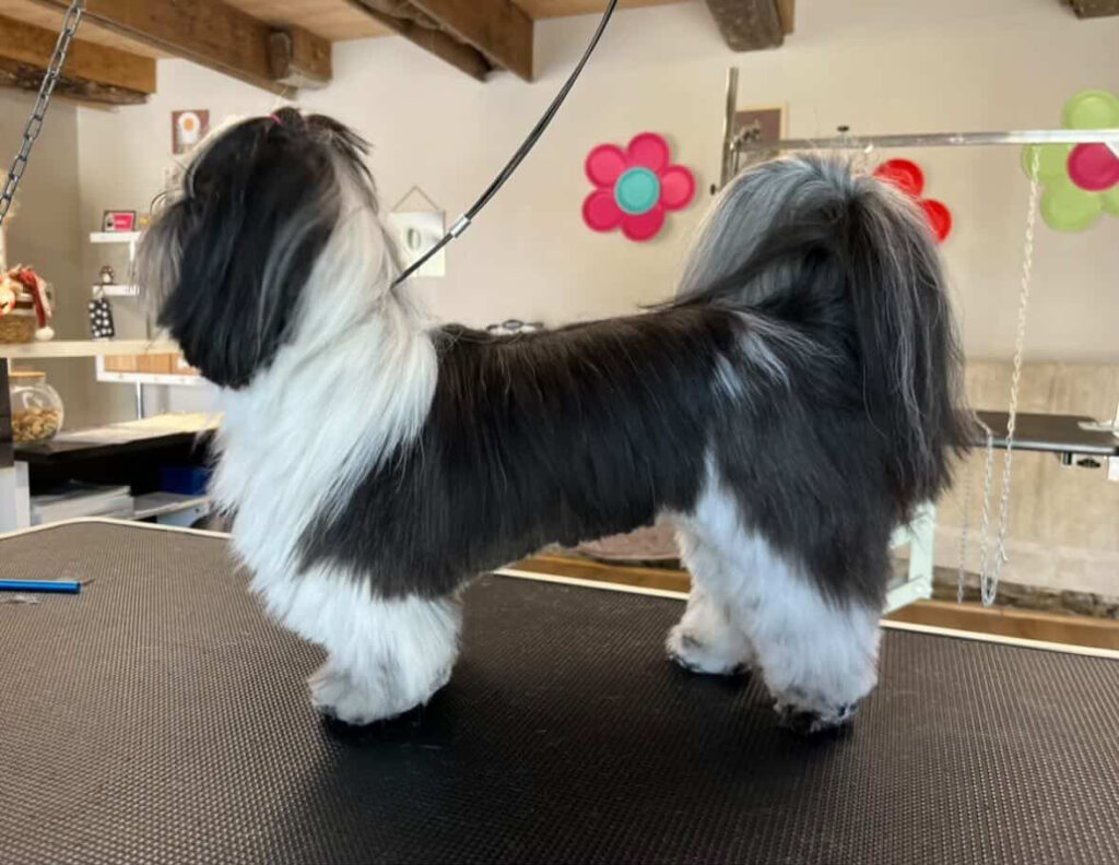 Coupe ciseaux chien en salon de toilettage finition naturelle et soignée toilettage chien