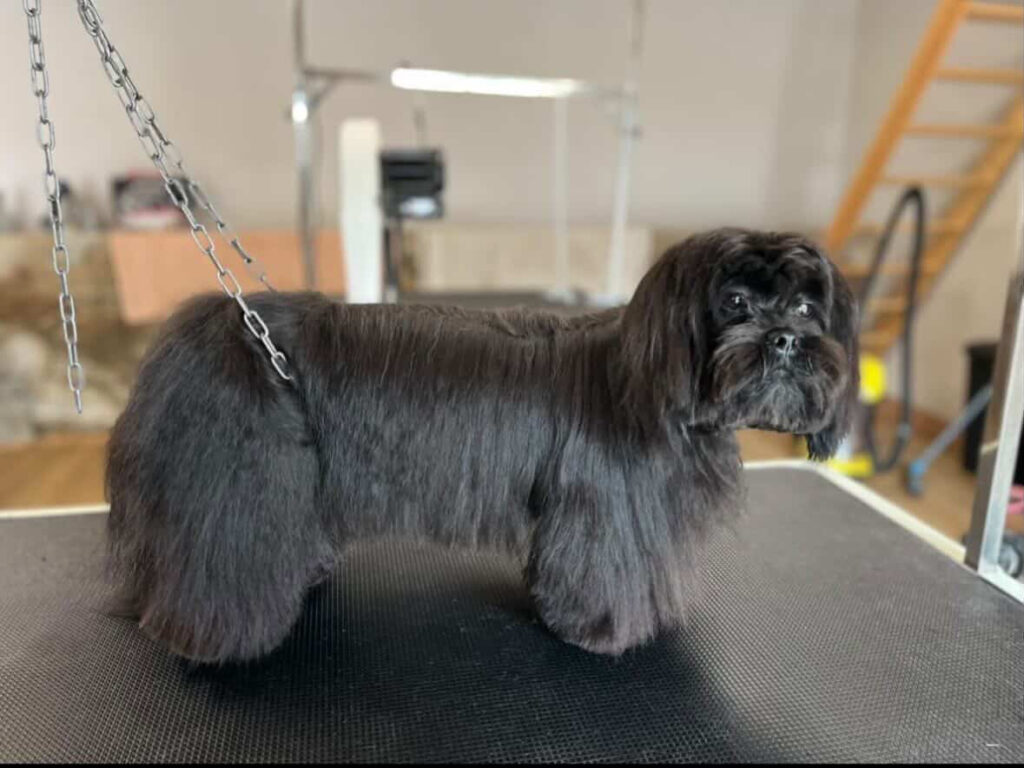 Entretien chien en salon de toilettage pelage propre et soigné entretien régulier toilettage chien