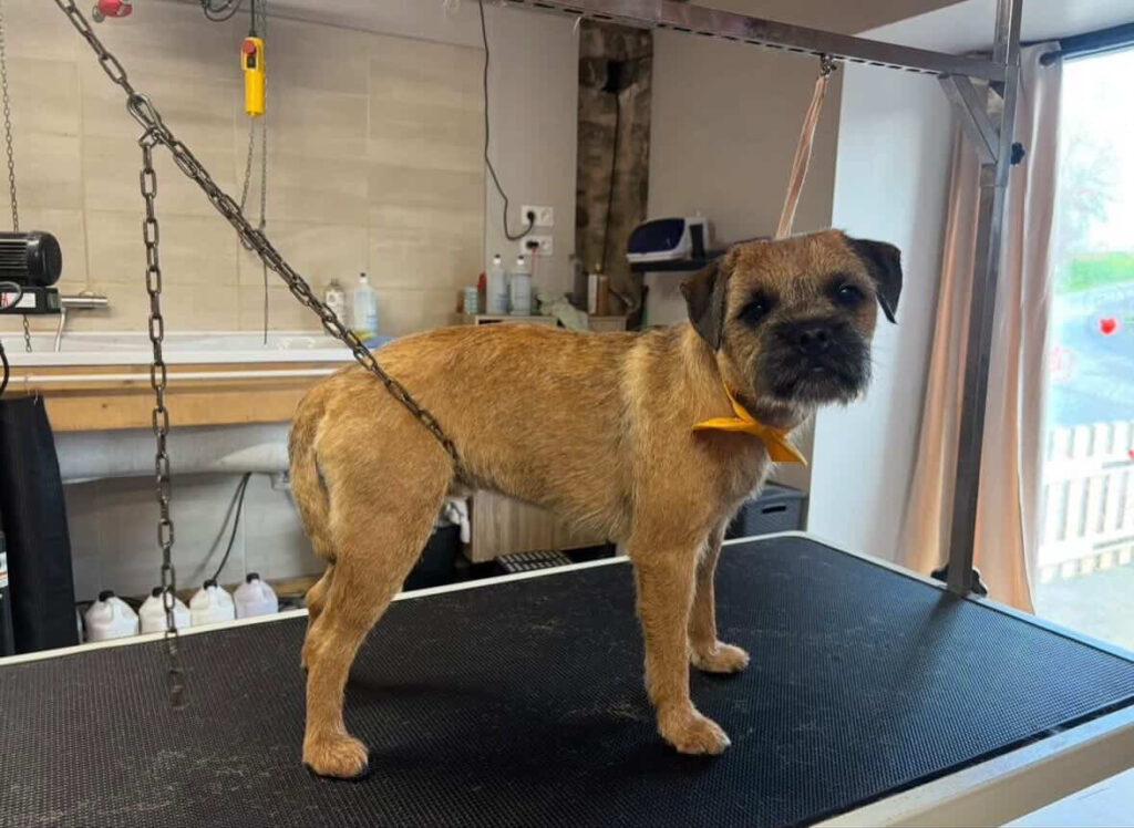Chien toiletté après une épilation réalisée en salon de toilettage, permettant de retirer le poil mort et de conserver un pelage sain et naturel.