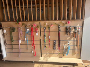 Laisse chien et harnais chien exposés en boutique accessoires promenade chien