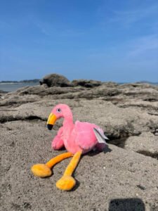 Peluche chien flamant rose jouet doux pour chien jeu et stimulation chien