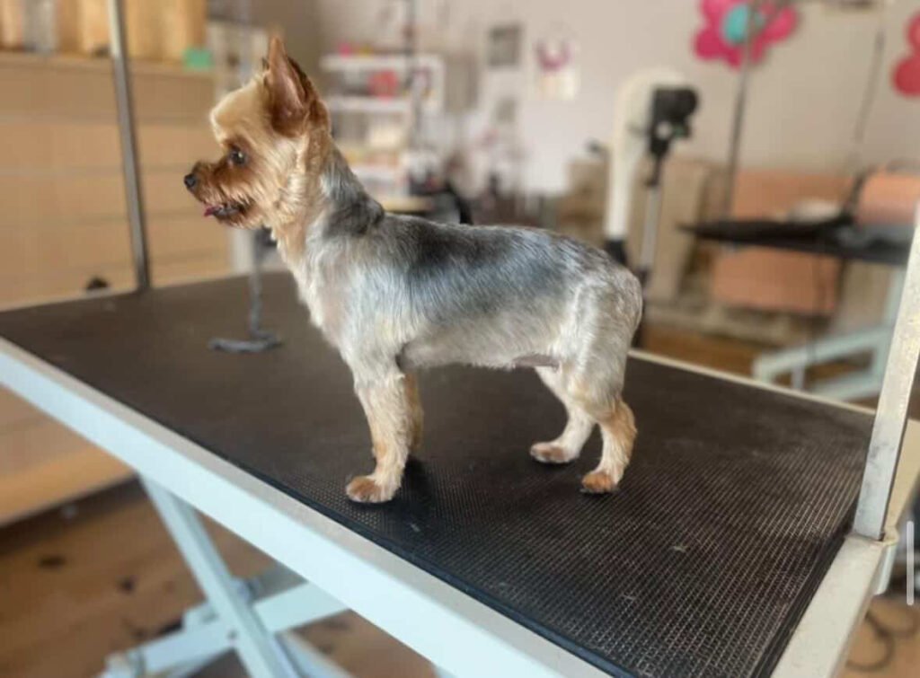 Tonte chien en salon de toilettage résultat propre et soigné toilettage chien