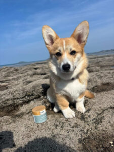Produits soins chien naturels sérum pelage soins animaux bien-être chien