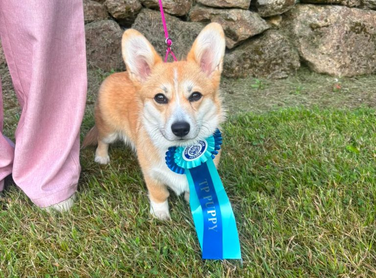 salon de toilettage les ptits coussinets à pluduno corgui au concours canin